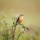 Ortolan bunting with caterpillar copy space Ortolan bunting with caterpillar copy space - PhotoDune Item for Sale