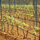 Vineyards grow in Sardinia Italy during the spring season under the sun Vineyards grow in Sardinia Italy during the spring season under the sun - PhotoDune Item for Sale