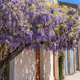 Wisteria blooms on a street in Corsica during spring season Wisteria blooms on a street in Corsica during spring season - PhotoDune Item for Sale