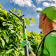 Worker uses pole pruner to trim green bushes on a sunny day Worker uses pole pruner to trim green bushes on a sunny day - PhotoDune Item for Sale
