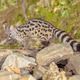 Common Genet in dark forest Common Genet in dark forest - PhotoDune Item for Sale