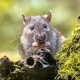 Wild Brown Rat Feeding on Mossy Log, Drenthe, Netherlands Wild Brown Rat Feeding on Mossy Log, Drenthe, Netherlands - PhotoDune Item for Sale