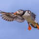 Atlantic Puffin flying on blue sky Atlantic Puffin flying on blue sky - PhotoDune Item for Sale