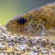 Ruffe Fish on Sandy Riverbed, River Reest, Netherlands Ruffe Fish on Sandy Riverbed, River Reest, Netherlands - PhotoDune Item for Sale