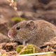 Field Vole in a Field Aigainst blurred brown background Field Vole in a Field Aigainst blurred brown background - PhotoDune Item for Sale