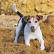 Happy Jack Russell Terrier digging in sand on dog friendly beach Happy Jack Russell Terrier digging in sand on dog friendly beach - PhotoDune Item for Sale