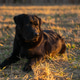A cute black Labrador puppy lies in a field during sunset, ten months old big dog A cute black Labrador puppy lies in a field during sunset, ten months old big dog - PhotoDune Item for Sale