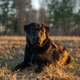 Portrait of a lying black Labrador retriever in a field during sunset, young dog Portrait of a lying black Labrador retriever in a field during sunset, young dog - PhotoDune Item for Sale