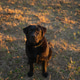 A Labrador sits obediently in a field, looking at the camera. A Labrador sits obediently in a field, looking at the camera. - PhotoDune Item for Sale