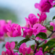 Close-up view of blossom flower in garden, Nepal,. Close-up view of blossom flower in garden, Nepal,. - PhotoDune Item for Sale