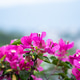 Close-up view of blossom flower in garden, Nepal,. Close-up view of blossom flower in garden, Nepal,. - PhotoDune Item for Sale