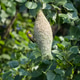 Baya Weaver Nest Construction Baya Weaver Nest Construction - PhotoDune Item for Sale
