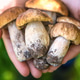 Wild mushrooms in a basket. Selective focus. Wild mushrooms in a basket. Selective focus. - PhotoDune Item for Sale