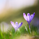 Two delicate crocus flowers rising from fresh grass Two delicate crocus flowers rising from fresh grass - PhotoDune Item for Sale