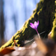 Purple crocus blooming beside mossy tree trunk on forest ground Purple crocus blooming beside mossy tree trunk on forest ground - PhotoDune Item for Sale