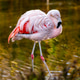 Pink Flamingo Birds In Water Pink Flamingo Birds In Water - PhotoDune Item for Sale