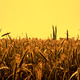 Wheat Field At Sunset Wheat Field At Sunset - PhotoDune Item for Sale