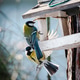 Tits Coming To Feed At Backyard Bird Feeder Tits Coming To Feed At Backyard Bird Feeder - PhotoDune Item for Sale