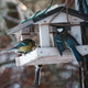 Flock Of Titmice Feeding At Bird Feeder Flock Of Titmice Feeding At Bird Feeder - PhotoDune Item for Sale