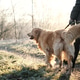 Girl Walking With Adorable Golden Retriever Dog At Frosty Morning Girl Walking With Adorable Golden Retriever Dog At Frosty Morning - PhotoDune Item for Sale