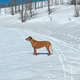 Dog in snow Dog in snow - PhotoDune Item for Sale