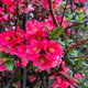 Red flower Red flower - PhotoDune Item for Sale