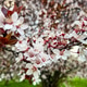 Blooming apple tree Blooming apple tree - PhotoDune Item for Sale