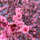 Pink flower in spring Pink flower in spring - PhotoDune Item for Sale