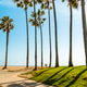 A row of tall palms and a striped pride lifeguard stand in California A row of tall palms and a striped pride lifeguard stand in California - PhotoDune Item for Sale