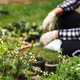 Person in gloves planting young seedlings in the garden. Close-up of small white flowers with a blur Person in gloves planting young seedlings in the garden. Close-up of small white flowers with a blur - PhotoDune Item for Sale