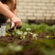 Close-up of hands in gloves planting young cucumber seedlings into the soil. Gardener working in a b Close-up of hands in gloves planting young cucumber seedlings into the soil. Gardener working in a b - PhotoDune Item for Sale