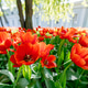 Tulip flowers blooming in the city park Tulip flowers blooming in the city park - PhotoDune Item for Sale