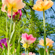 Tulip flowers blooming in the city park Tulip flowers blooming in the city park - PhotoDune Item for Sale