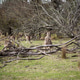 Kangaroos Grazing Peacefully Among Fallen Trees Kangaroos Grazing Peacefully Among Fallen Trees - PhotoDune Item for Sale