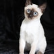 Purebred Siamese kitten with blue eyes on dark background Purebred Siamese kitten with blue eyes on dark background - PhotoDune Item for Sale
