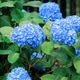 Blue Hydrangea Flowers and Bushes on Dark Contrast Background, Overcast Blue Hydrangea Flowers and Bushes on Dark Contrast Background, Overcast - PhotoDune Item for Sale