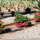 beautiful Euphorbia milii flowers in the desert garden in Egypt hotel beautiful Euphorbia milii flowers in the desert garden in Egypt hotel - PhotoDune Item for Sale