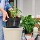 Woman placing potted plant into larger container while gardening outdoors Woman placing potted plant into larger container while gardening outdoors - PhotoDune Item for Sale