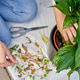 Woman removing dry leaves from potted plant while gardening outdoors Woman removing dry leaves from potted plant while gardening outdoors - PhotoDune Item for Sale