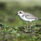 Amazing Bird. Amazing Bird. - PhotoDune Item for Sale