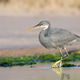 A heron A heron - PhotoDune Item for Sale