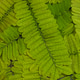 Green leaves closeup Green leaves closeup - PhotoDune Item for Sale