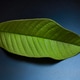 Green leaf Green leaf - PhotoDune Item for Sale