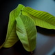 Green leaves Green leaves - PhotoDune Item for Sale
