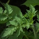 Green leaves Green leaves - PhotoDune Item for Sale