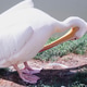 A Large White Pelican A Large White Pelican - PhotoDune Item for Sale