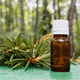 Wild Rosemary Branches and a Jar of Aromatic Oil Stand in the Sunlit Forest Wild Rosemary Branches and a Jar of Aromatic Oil Stand in the Sunlit Forest - PhotoDune Item for Sale