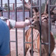 A boy is feeding carrots to a large deer with big antlers in a national park or a contact zoo. A boy is feeding carrots to a large deer with big antlers in a national park or a contact zoo. - PhotoDune Item for Sale