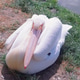 A Large White Pelican A Large White Pelican - PhotoDune Item for Sale