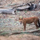 Dhole or wild dog Dhole or wild dog - PhotoDune Item for Sale